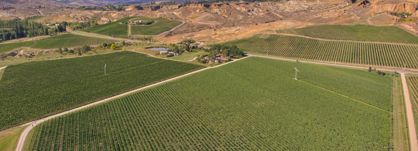 Felton Road aerial view of vineyard and mountain